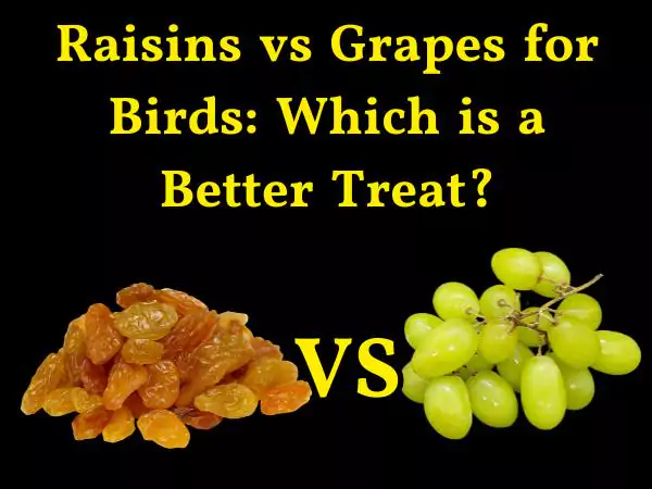 can birds have raisins